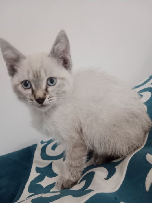 Котенок 1.5,2 месяца