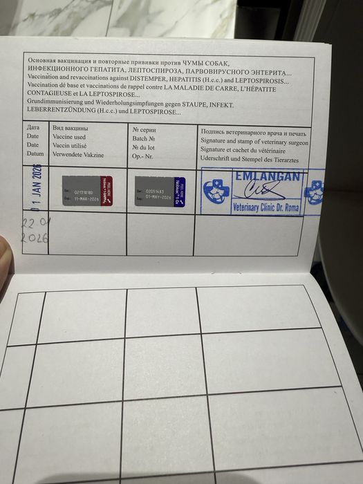 Доберман самка 2,5 месяцов