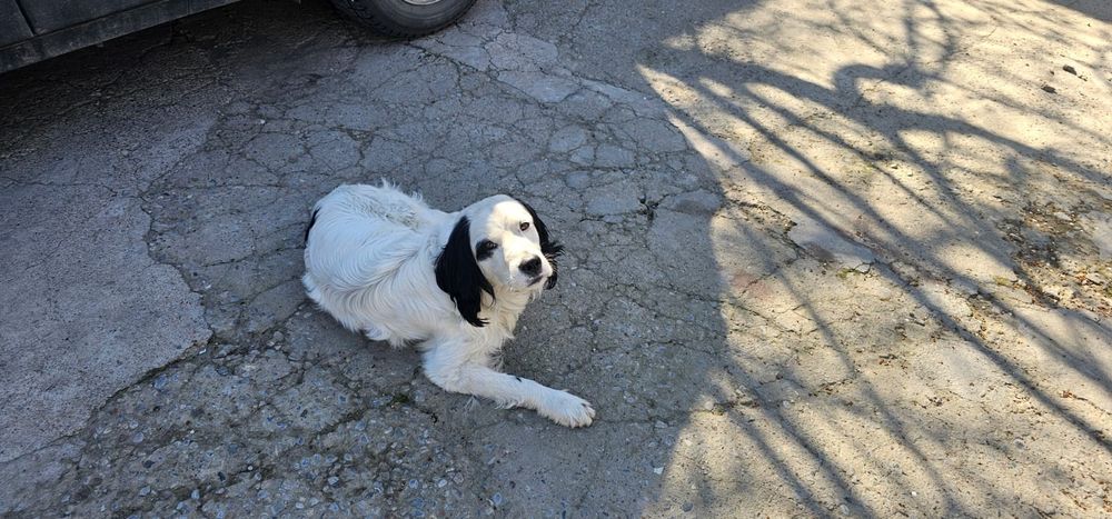 Щенки русский спаниэль