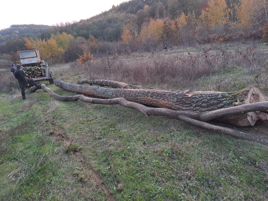 Vand lemne pentru foc