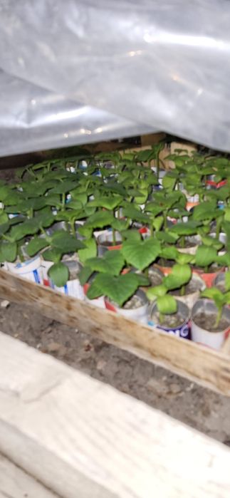 Продаётся рассада