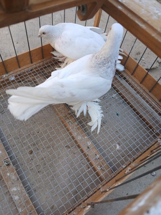 Голубь сиреневые тасманы