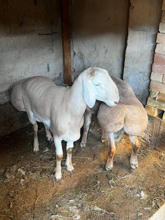 Qo’ylar Sotiladi: 3 ta sog‘lom Arashan qo‘y