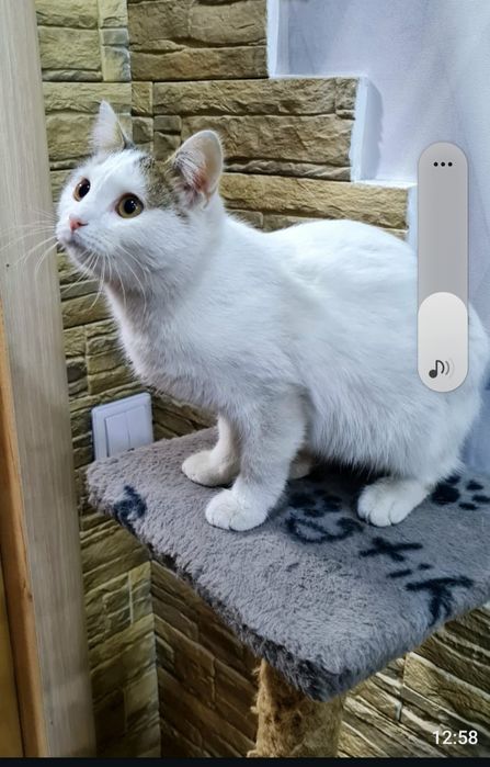 Очаровательные котята 3 месяца