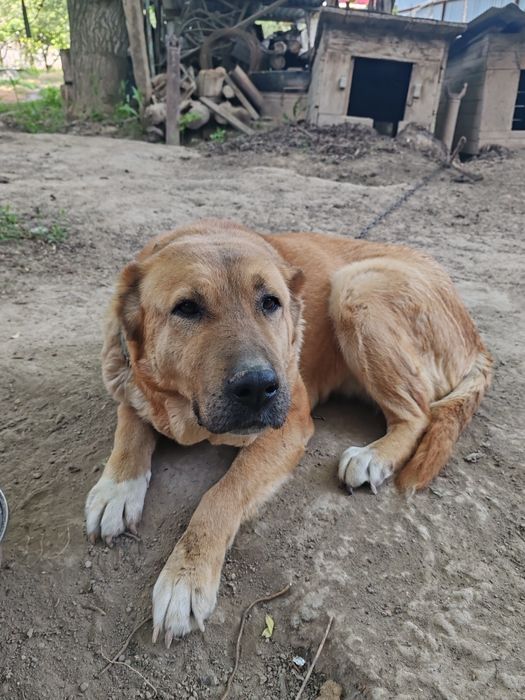 Отдам в добрые руки