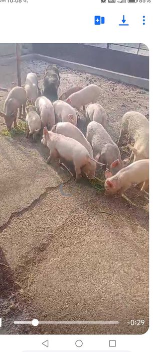Продавам малки прасенца