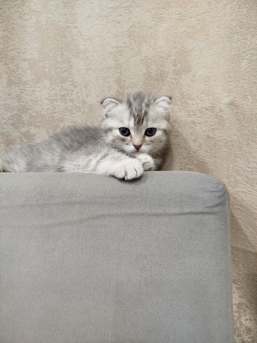 Котята шотландские