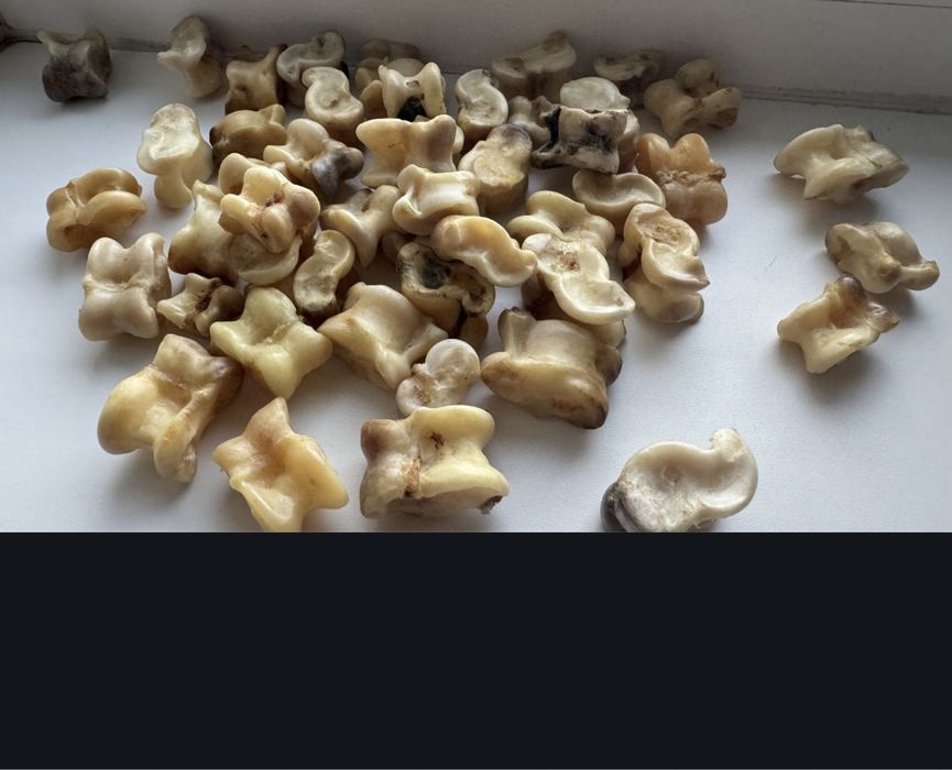 Продам асық сатылымда