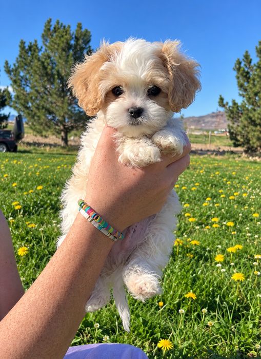 Maltipoo poodle mini toy Bucuresti Sectorul 4 • OLX.ro