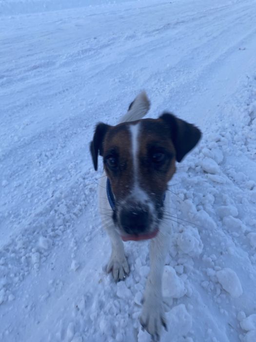 Вязка Джек Рассел