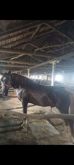 Armăsar vârstă 2 ani