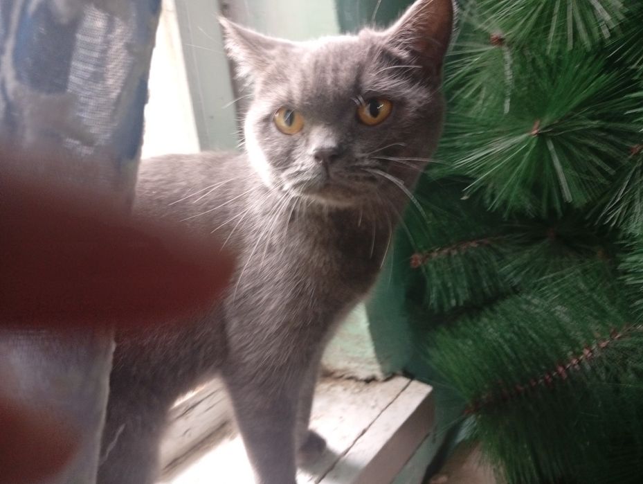 Britan kalta junli (British Shorthair) mushugi sotiladi.
​M