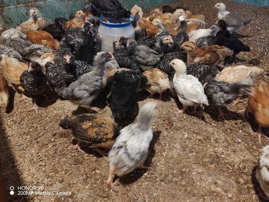 Едномесечни пилета кръстоска, Тетра хб и Иса Браун