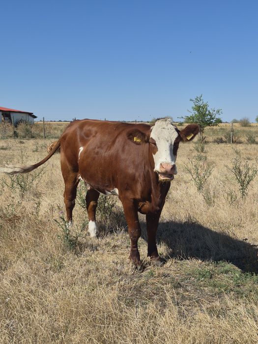 vand doua vaci .doua vitele și un tauras