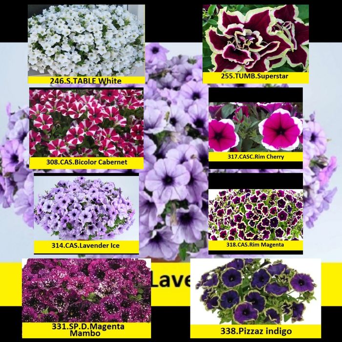 Рассада, черенки петунии и калибрахоа