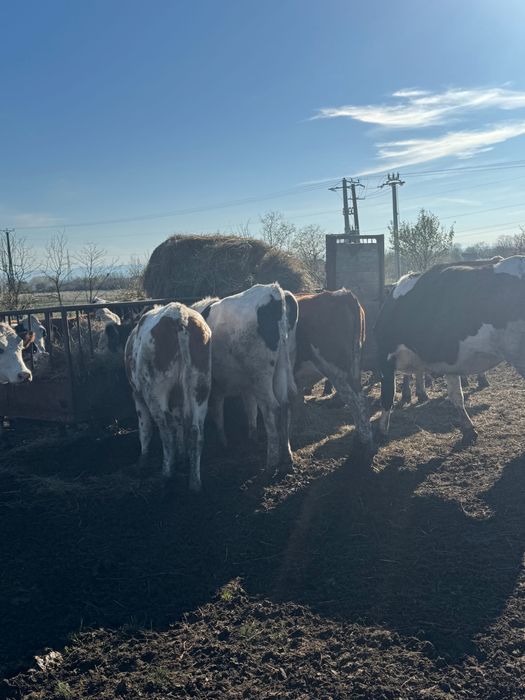 Vând vaci bălțate și holstain