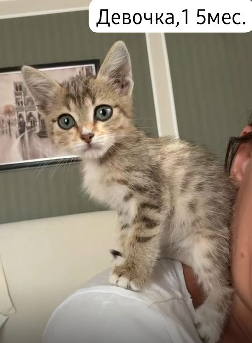 Котята бесплатно⁹
