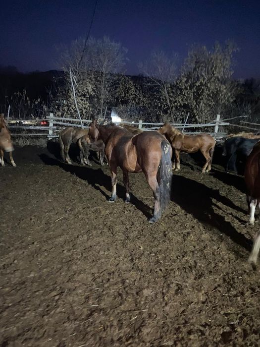 Продам лошадей кобылы