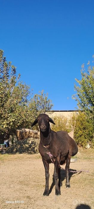 Kelishtirib beriladi narxi xamyon bob