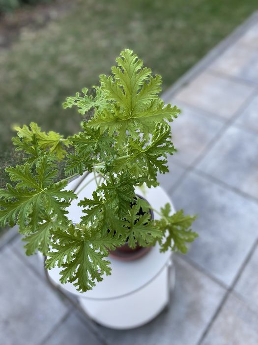 Продавам индрише