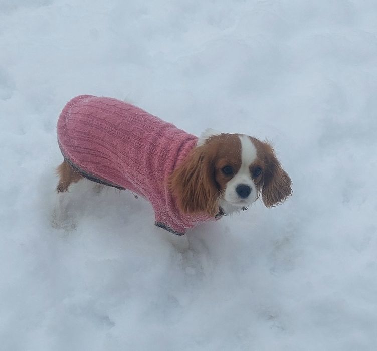 Кавалер Кинг Чарльз Спаниель девочка блейнхейм