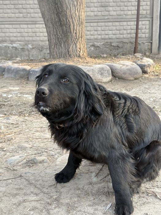 Охотничий спаниель