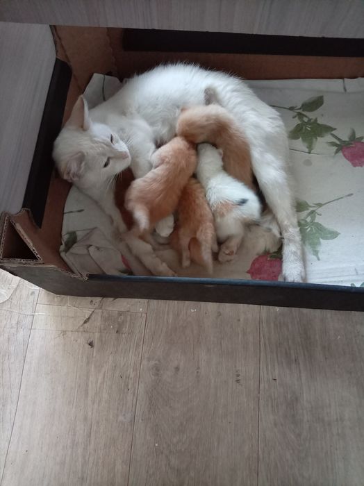 Котята отдам даром.