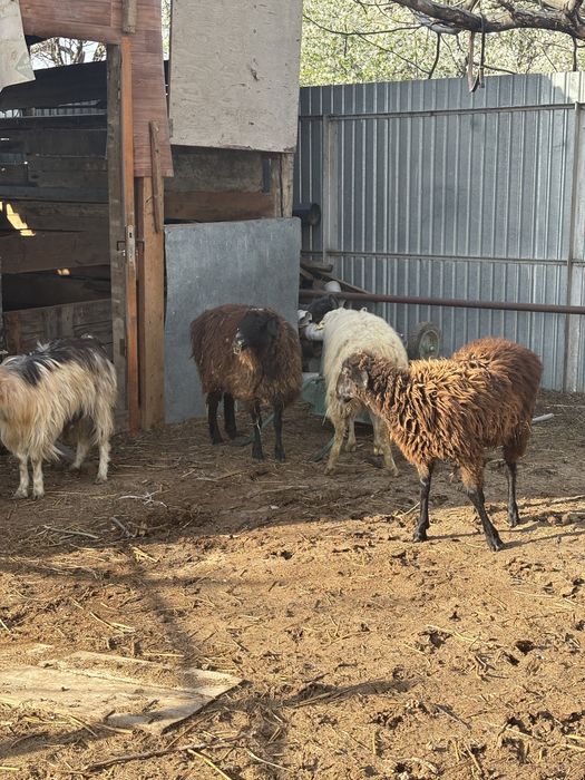 сойыска койлар сатылады