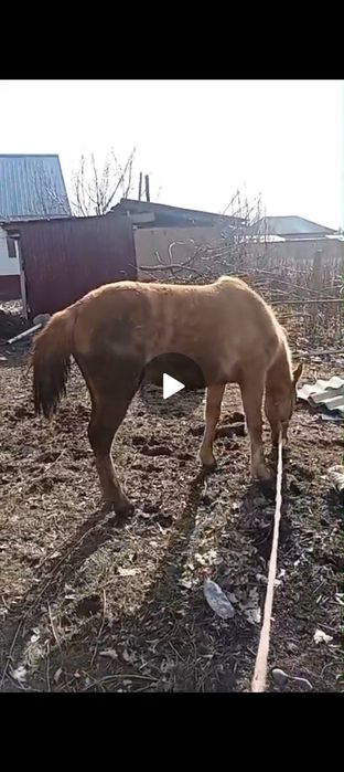 3 года.кабыла, енбекши казахский район село Достык