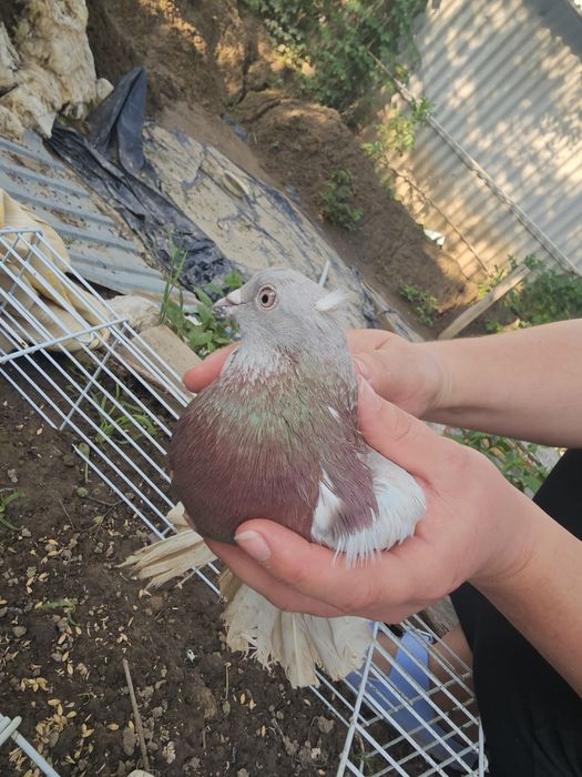 Голубь отдам бесплатно