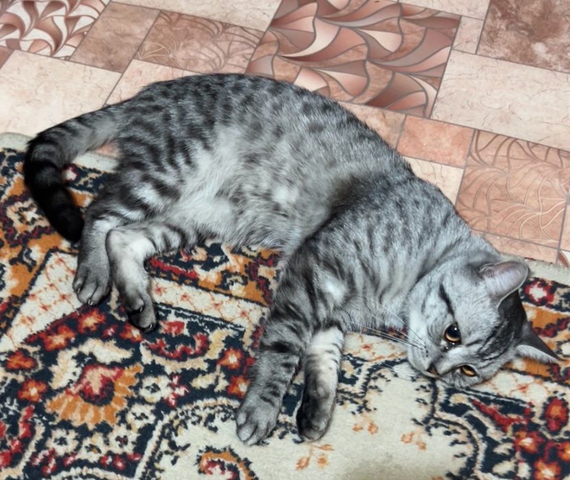 Отдам кота в добрые руки