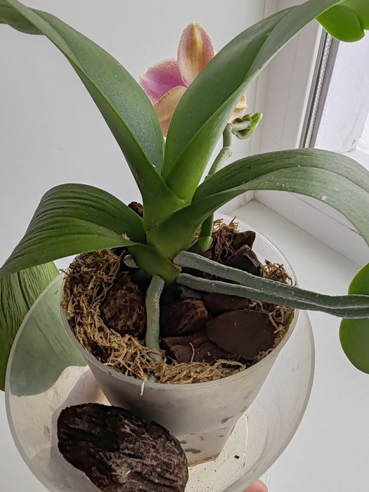 Орхидея фаленопсис