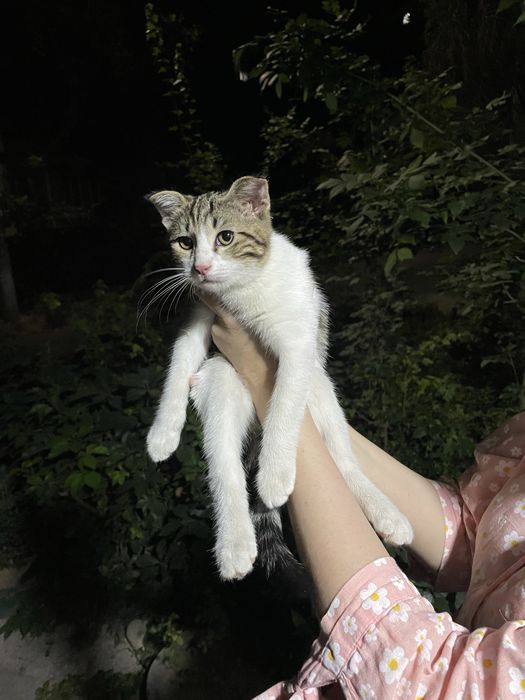 Смешанный веслоухий котенок