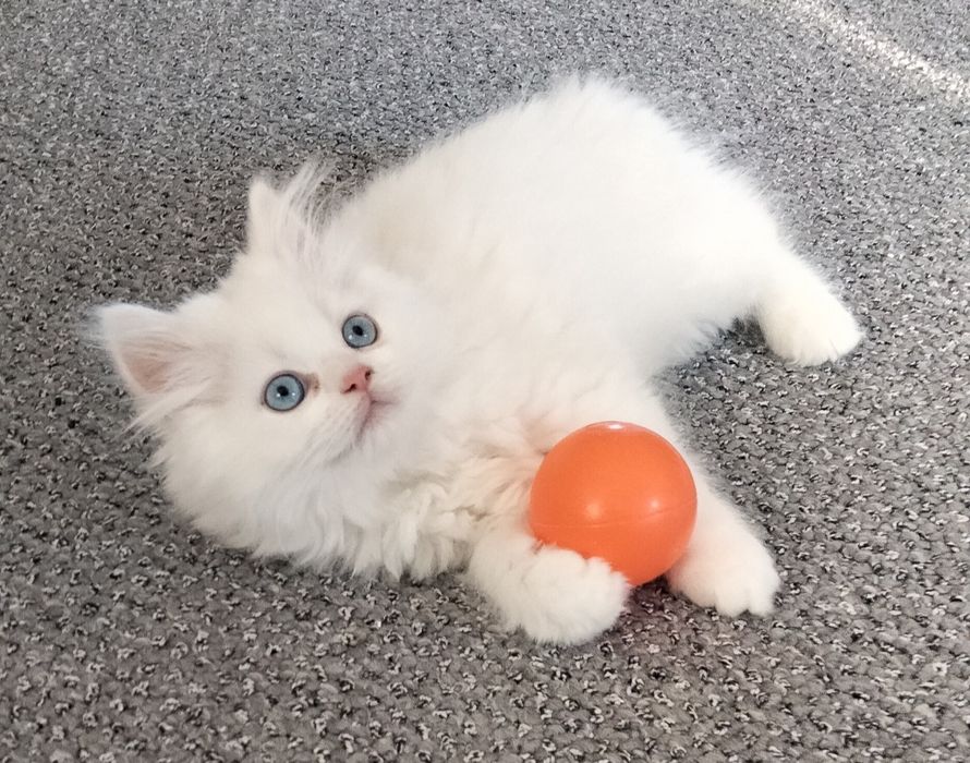Băiețel  Angora turcească  rasă pură disponibil