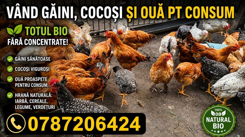 Bio, fără concentrate–Găini de casă, cocoși și ouă proaspete pt consum