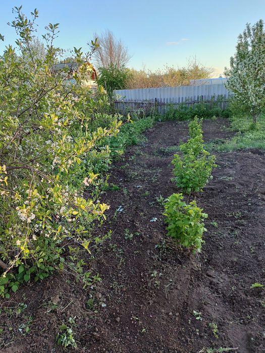 Продам дачу в СО Пригородное  .5соток