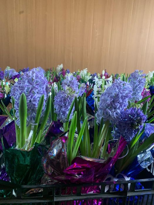 Цветы Геоцинты в горшочкх