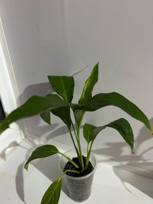 Женское счастье Спатифииллум