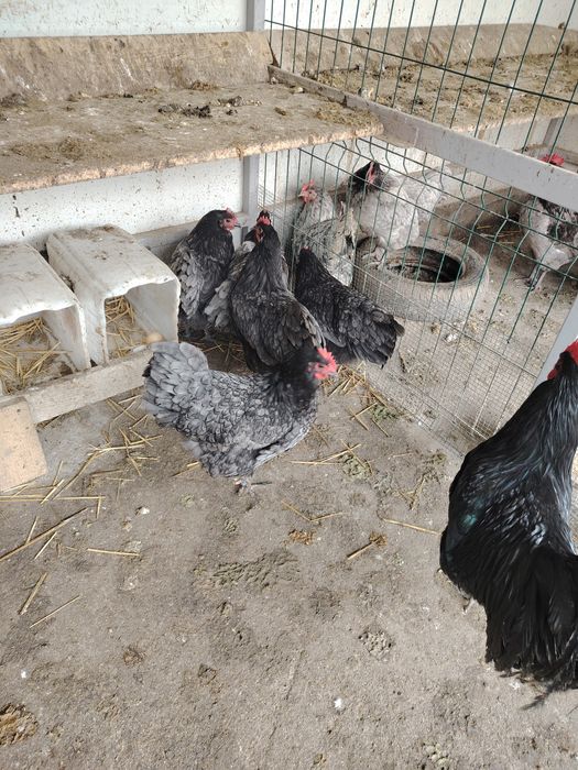 Vând găini Australorp albastru și negru