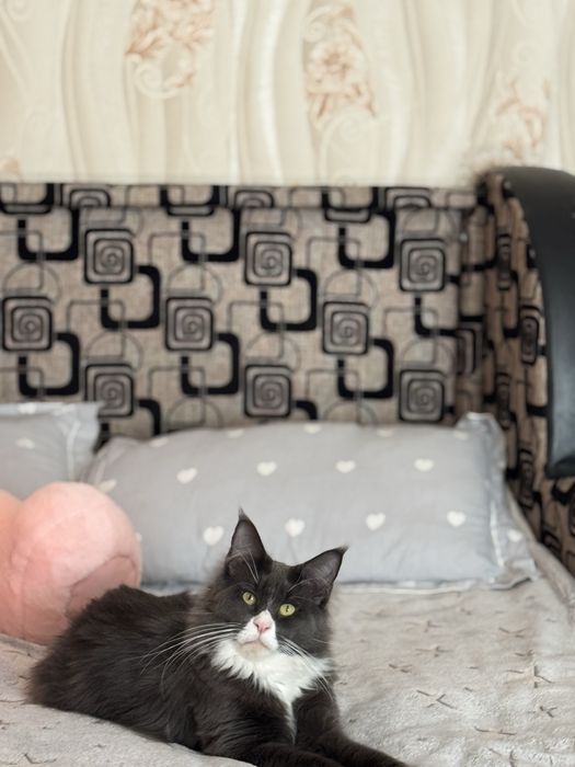 Продам мейнкуна мальчик