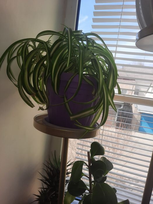 Комнатные цветы ухоженные продам