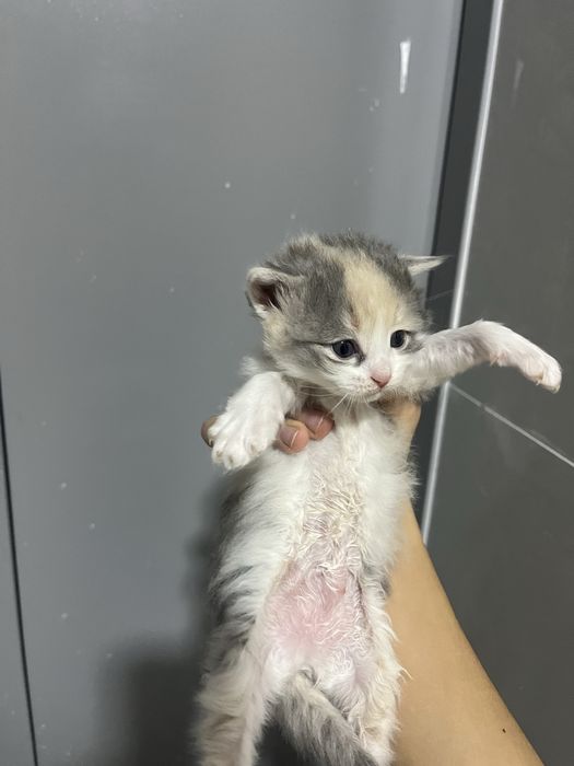 Отдам бесплатно 5котенок