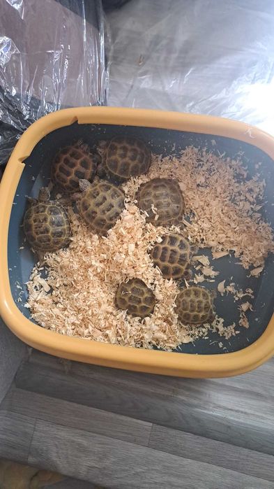 TOSHBAQA черепаха