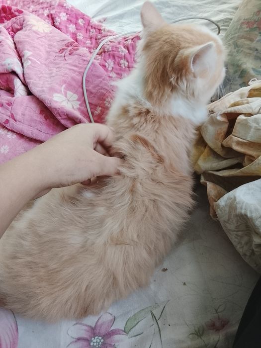 Отдам кота мальчик в добрые руки