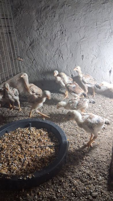 Dakan joʻjala sotiladi