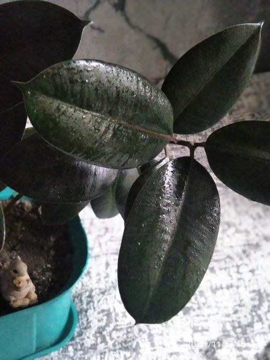 Фикус  2 шт домашний молодой