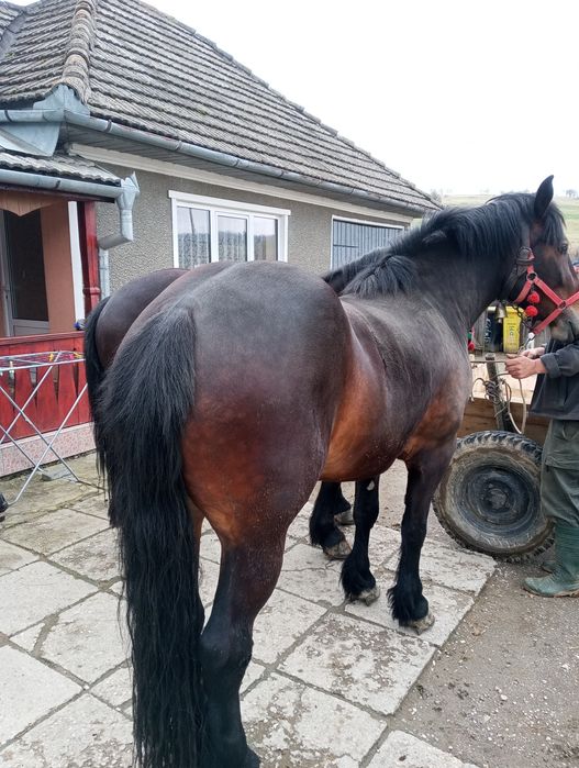 Cai de vânzare tineri