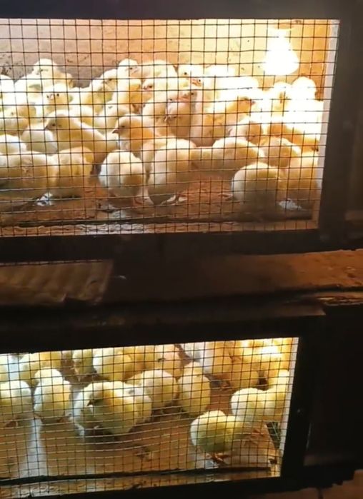 Хай-лайн Сертухум Макён жужалари. Цыплята Курочки несушки.