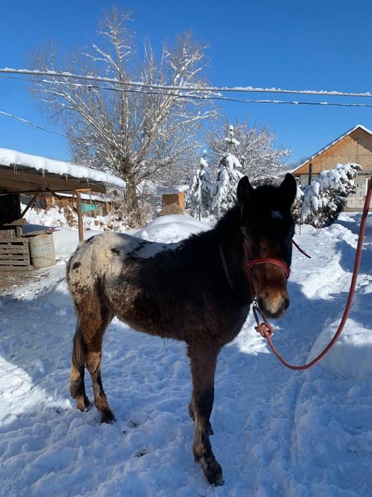 Тай 10 айлык папасы кыргыз