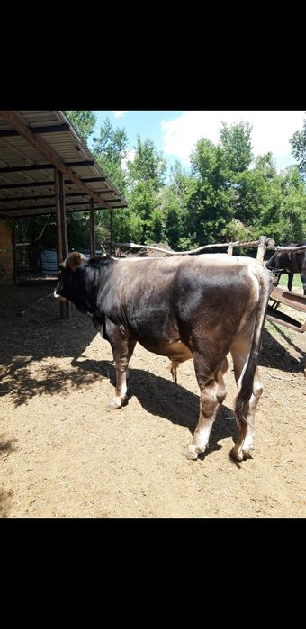 Продам бычка чистопородного швиц